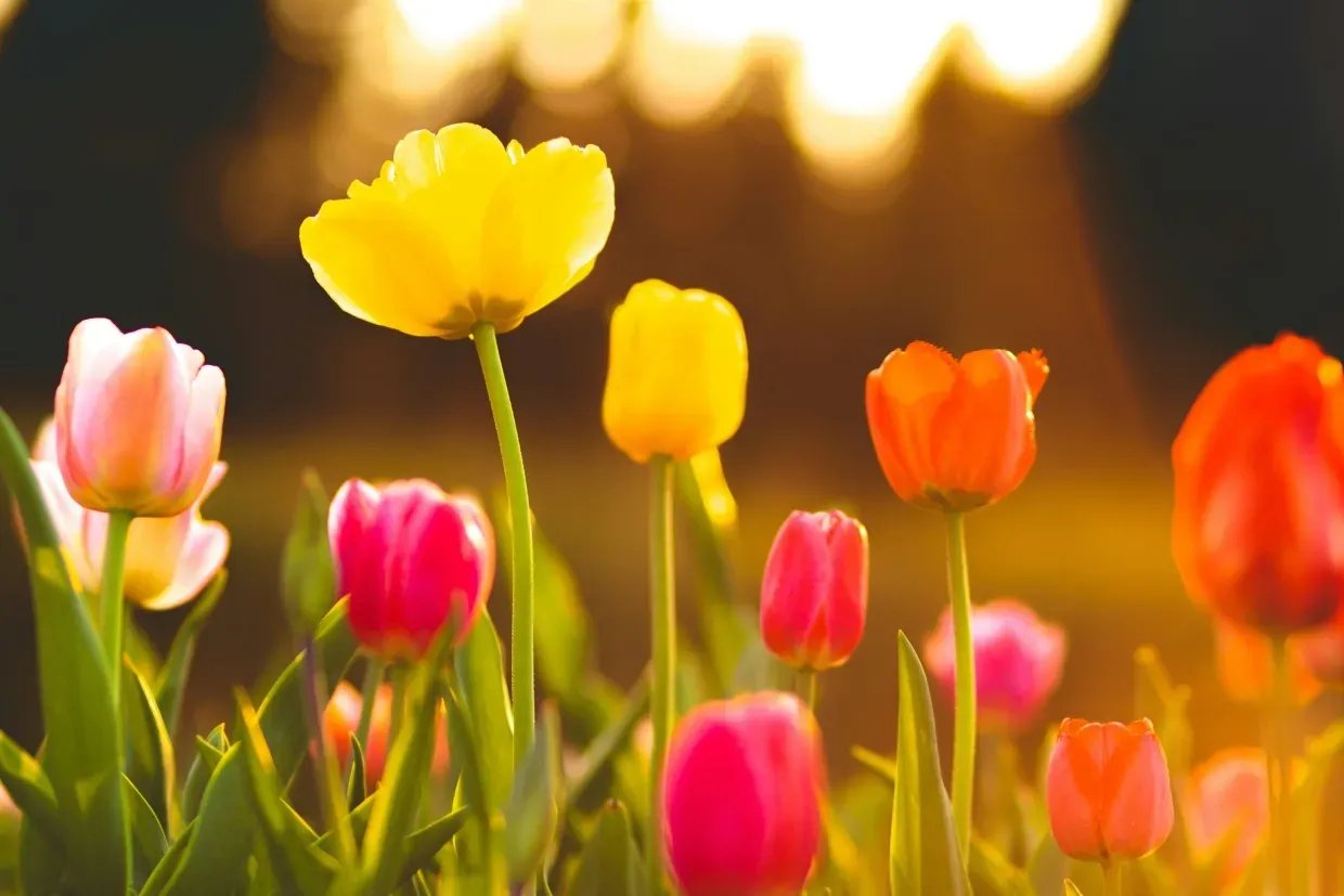 Bunte Tulpen in einer abwechslungsreichen Frühlingspflanzung