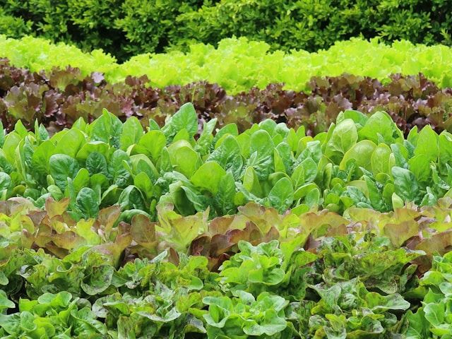 Salatbeet mit dicht wachsenden grünen und roten Blattsalaten in Reihen im Garten.