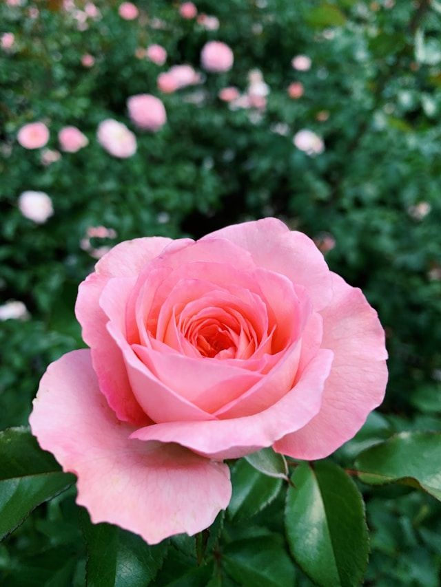 Rosa Rosenblüte in Nahaufnahme vor unscharfem Gartenhintergrund mit weiteren Blüten.