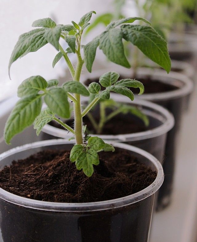 Junge Tomatenpflanzen in Anzuchttöpfen