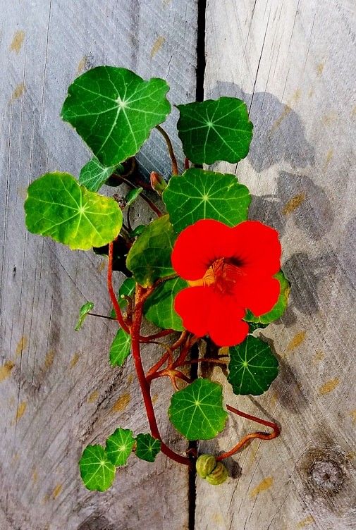 Kapuzinerkresse mit roter Blüte auf verwittertem Holz