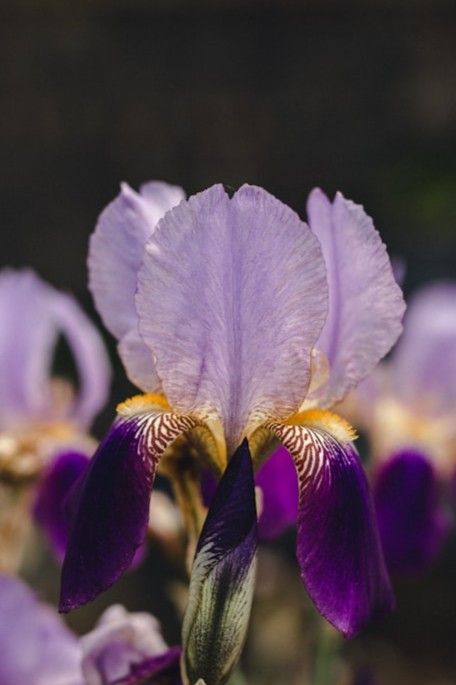 Violette Irisblüte mit dunklen Hängeblättern