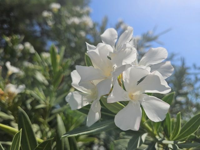 Weiße Oleanderblüten vor blauem Himmel