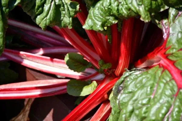 Roter Mangold mit grünen Blättern im Beet