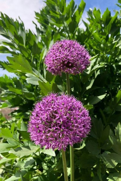 Zwei violette Zierlauchblüten vor grünem Laub
