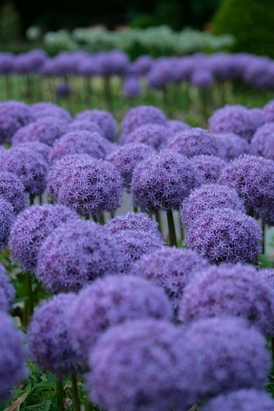 Violette Kugelblüten des Zierlauchs in einem Beet