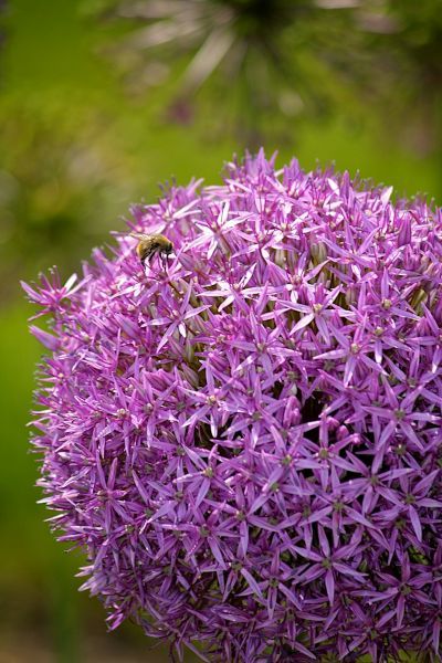 Hummel auf violetter Kugelblüte des Zierlauchs