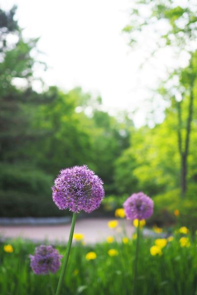 Drei violette Zierlauchblüten in einer grünen Wiese