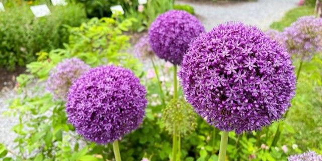 Allium Purple Sensation