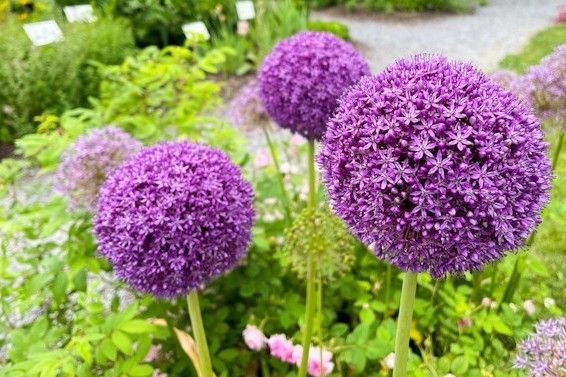 Große violette Zierlauchblüten in einem Gartenbeet