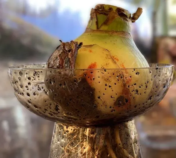 Amaryllis-Blumenzwiebel im Glas