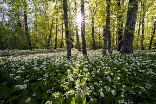 Bärlauch blüht im sonnigen Laubwald