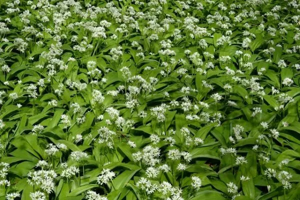Blühender Bärlauch mit weißen Sternblüten