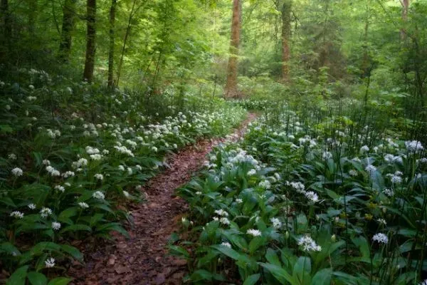 Waldweg durch blühenden Bärlauchbestand