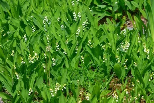 Maiglöckchen mit grünen Blättern und Knospen