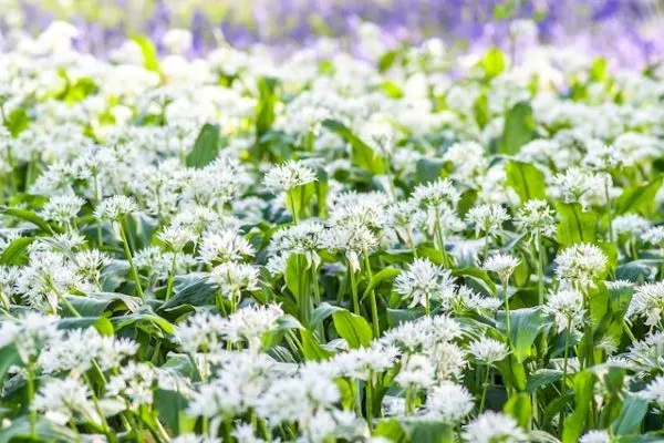 Weiße Bärlauchblüten in dichter Wiese