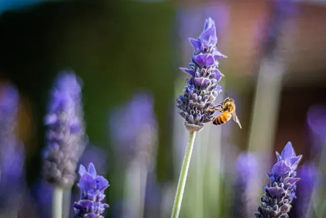 Honigbiene an violetter Lavendelblüte