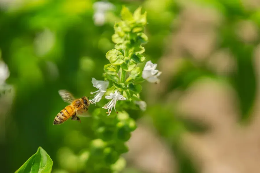 Honigbiene sammelt Nektar an blühendem Basilikum mit kleinen weißen Blüten im Garten