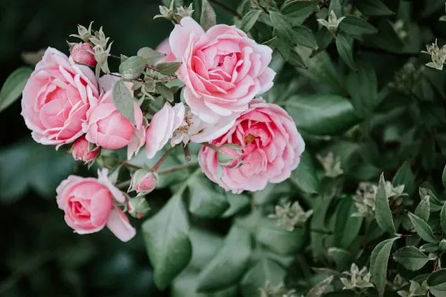 Rosa Rosenblüten mit Knospen und grünem Laub