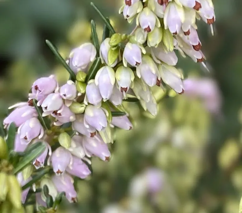 Zartrosa Blüten der Besenheide im Detail