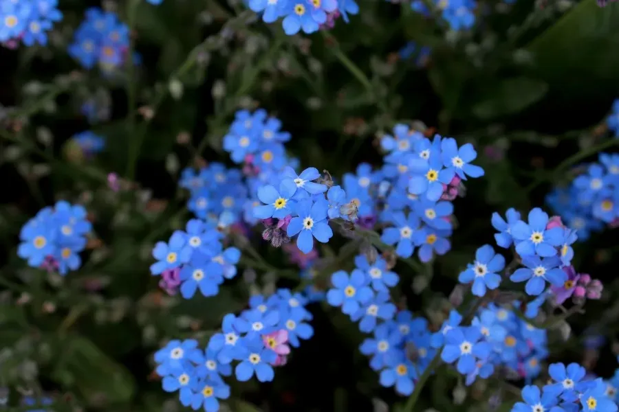 Blaue Vergissmeinnicht-Blüten im Frühsommer