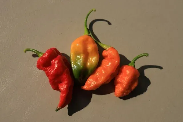 Verschiedenfarbige scharfe Chilischoten mit runzliger Oberfläche auf grauem Untergrund