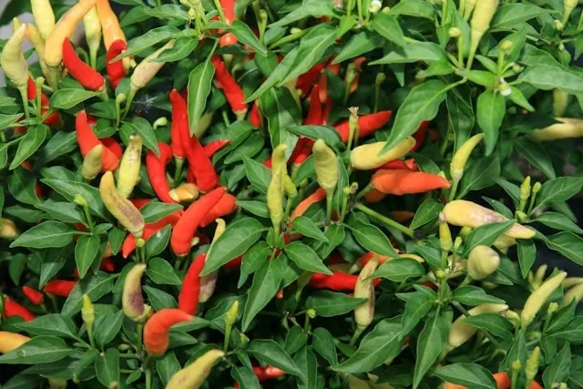 Chilipflanze mit vielen roten und grünen Schoten