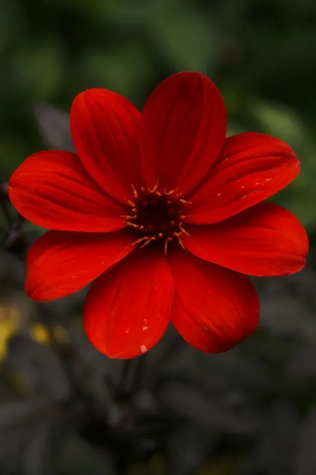 Rote einfache Dahlienblüte mit offenem, dunklem Blütenzentrum