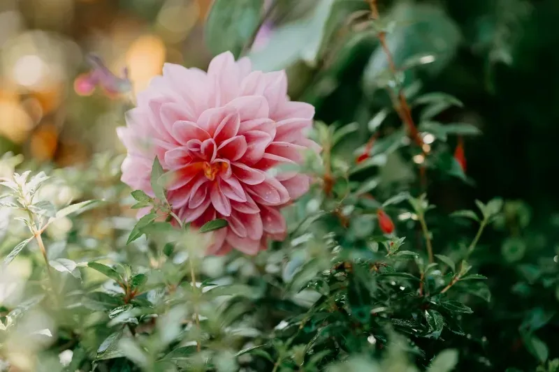 Rosa Dahlienblüte im grünen Gartenlaub