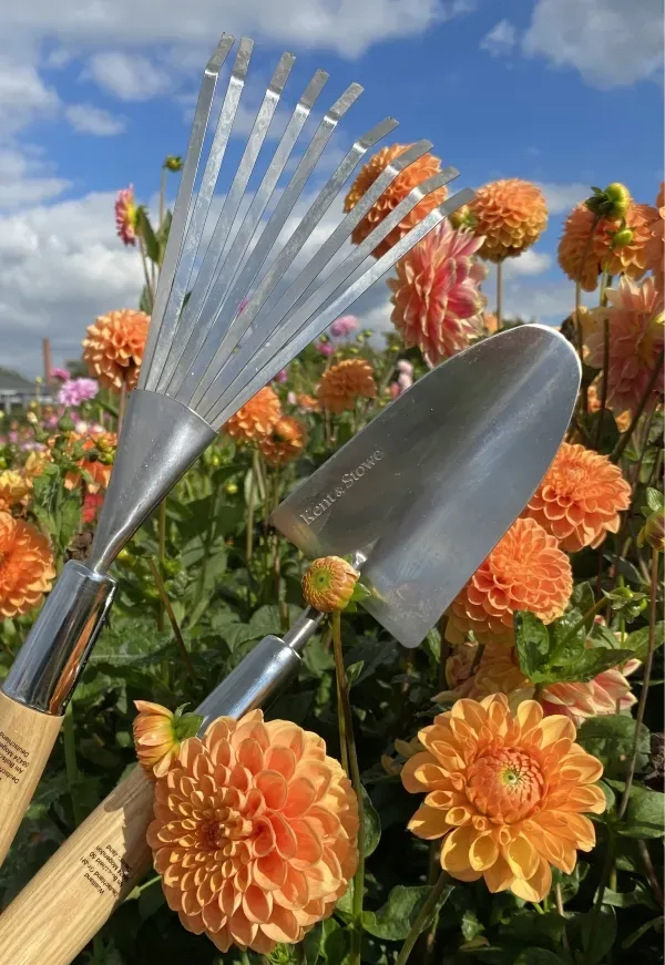 Orange dekorative Dahlien im Beet, davor Gartenrechen und Handschaufel