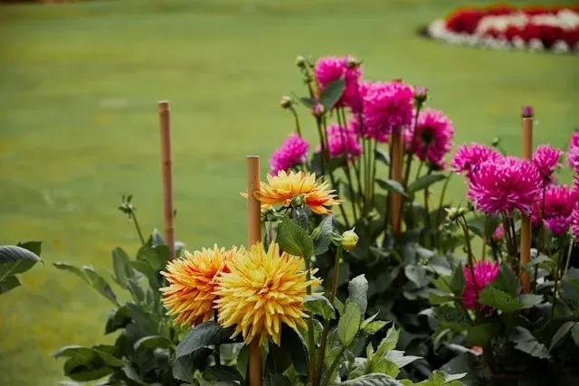 Gelbe und pinke Dahlien im Beet mit Stützstäben