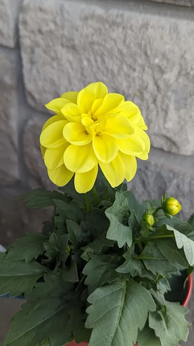 Gelbe dekorative Dahlienblüte mit geschlossenen Knospen im Kübel