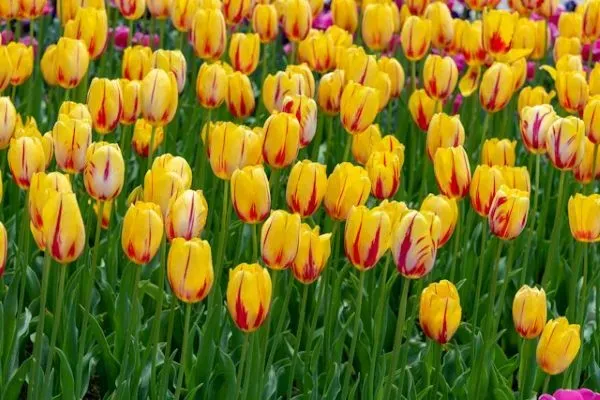 Gelbe Tulpen mit roten Streifen in einem dichten Blütenfeld