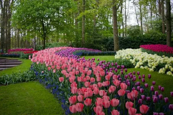 Geschwungene Beete mit bunten Tulpen unter hohen Bäumen