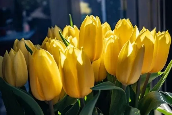 Sonnengelbe Tulpen in dichter Gruppe vor dunklem Hintergrund