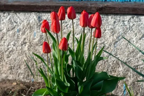 Rote Tulpen vor einer hellen Steinmauer