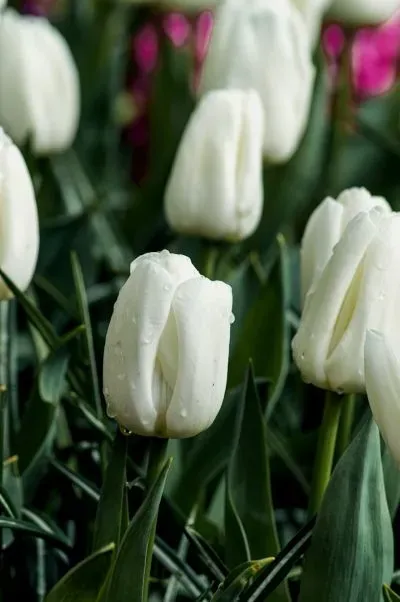 Weiße Tulpen mit Wassertropfen in Nahaufnahme