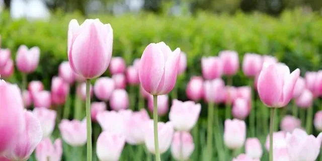 Rosa-weiße Tulpen vor einem unscharfen Blütenfeld