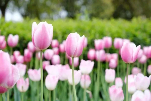 Rosa Tulpen in Nahaufnahme vor verschwommenem Grün