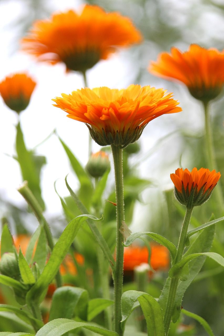 Einjährige Blumen wie die Ringelblume können im Juni direkt ins Beet ausgesät werden.