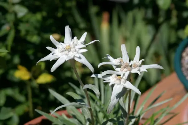 Blühendes Edelweiß mit weißen Sternblüten und silbrigem Laub