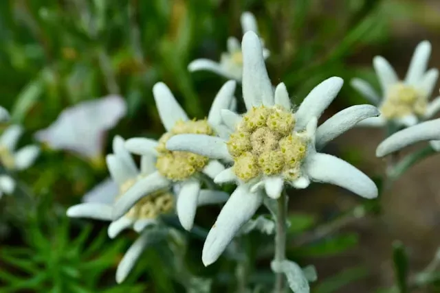 Edelweiß-Blüten in Nahaufnahme mit weißfilzigen Hochblättern