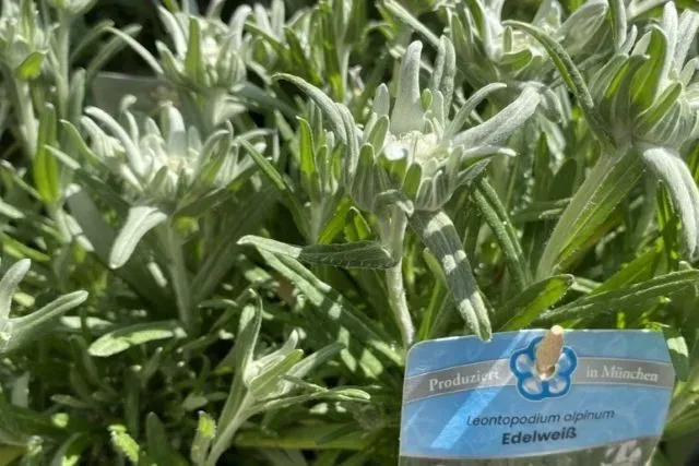 Edelweiß-Pflanzen mit silbrig-grünen Blättern und blauem Etikett am Viktualienmarkt in München