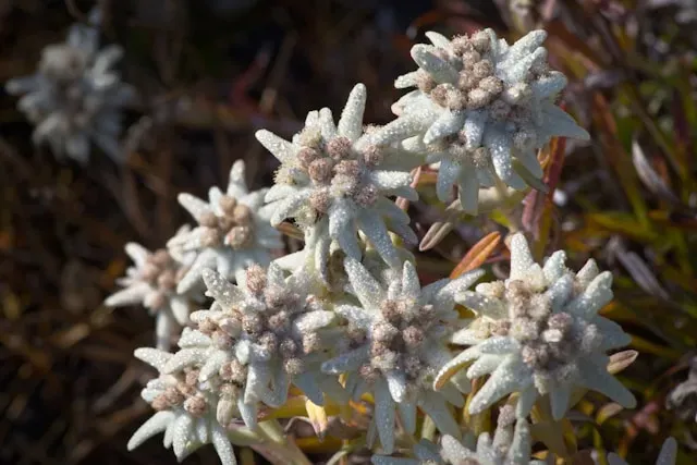 Mehrere Edelweiß-Blüten mit weißen, filzigen Hochblättern