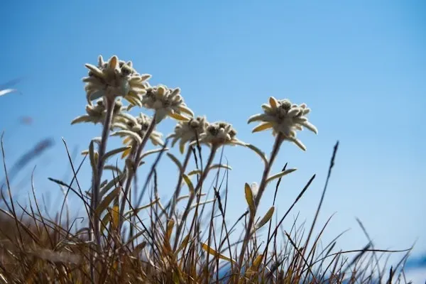 Edelweiß wächst zwischen trockenem Gras vor blauem Himmel