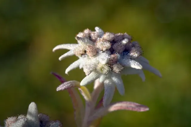 Nahaufnahme einer Edelweiß-Blüte mit filzigen weißen Hochblättern