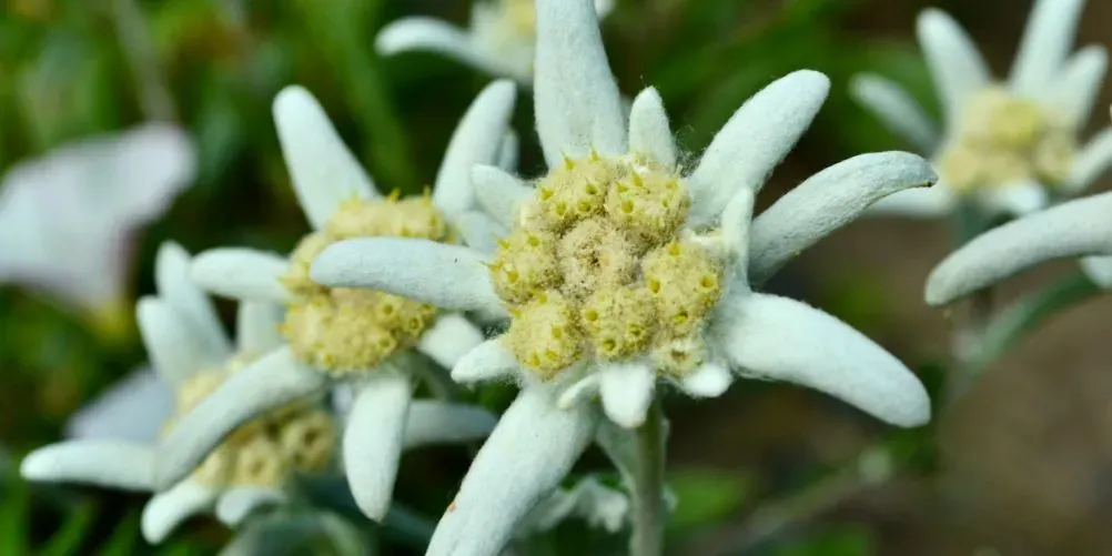 Edelweiß-Blüten in Nahaufnahme mit weißfilzigen Hochblättern