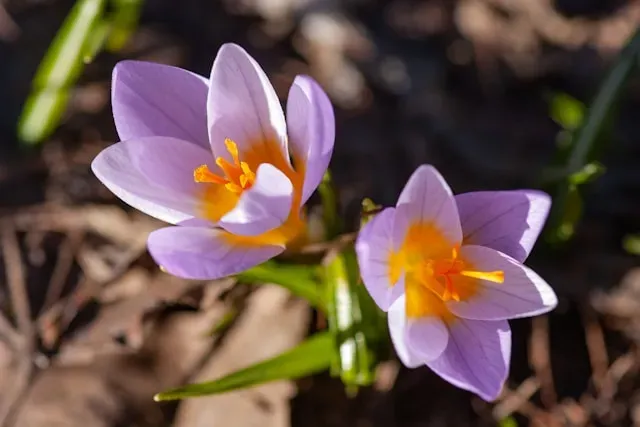 Zwei zartviolette Elfenkrokusse mit orangefarbener Blütenmitte