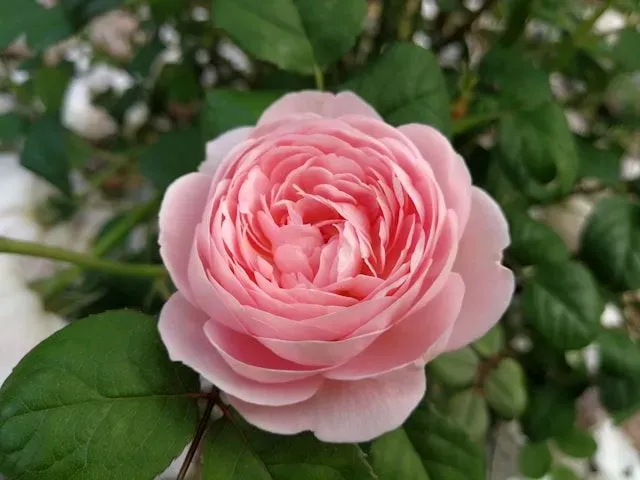 Hellrosa dicht gefüllte Rose mit grünen Blättern