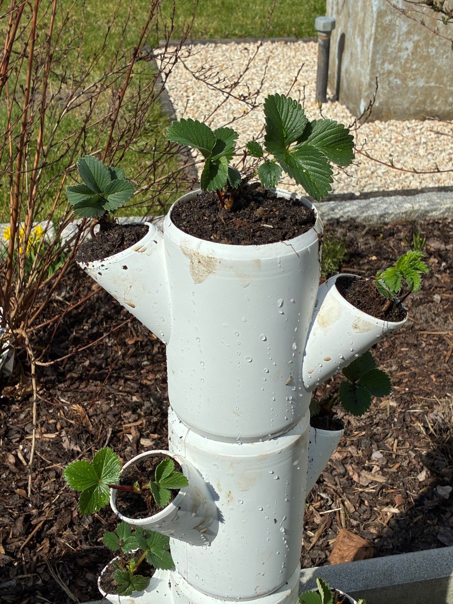 Weißer Erdbeerturm mit jungen Pflanzen im Garten